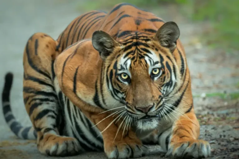 In the Realm of Tigers: A Jungle Safari Experience