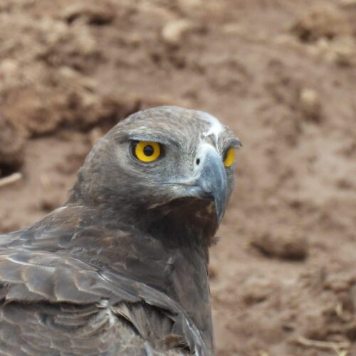 5 dni — Amboseli, Tsavo West, Taita Hills i&nbsp;Tsavo East