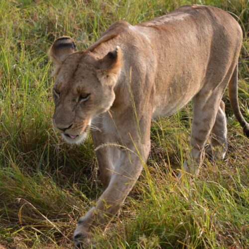 Safari Masai Mara, Amboseli, Tsavo West i&nbsp;Taita Hills + 3&nbsp;dni wypoczynku w&nbsp;Diani