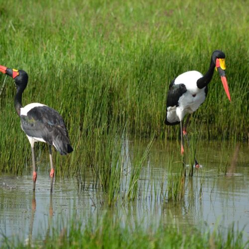 Safari Amboseli, Tsavo West, Taita Hills i&nbsp;Tsavo East + 3&nbsp;dniowy wypoczynek na Diani Beach