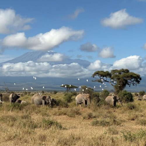 3 dni — Amboseli i&nbsp;Tsavo East